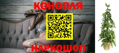 гашик Кингисепп