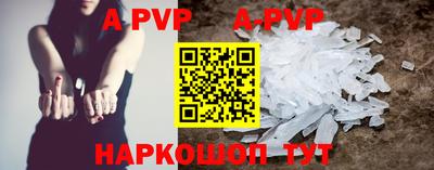 гашик Кингисепп